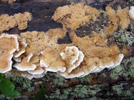 Merulius tremellosus – The Trembling Merulius grows rapidly on well-rotted wood during extended wet weather. Note the pores on the surface of sections without caps.